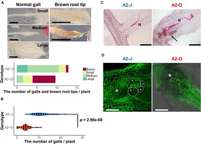 Transcriptomic Analysis of Resistant and Susceptible Responses in a New Model Root-Knot Nematode Infection System Using Solanum torvum and Meloidogyne arenaria